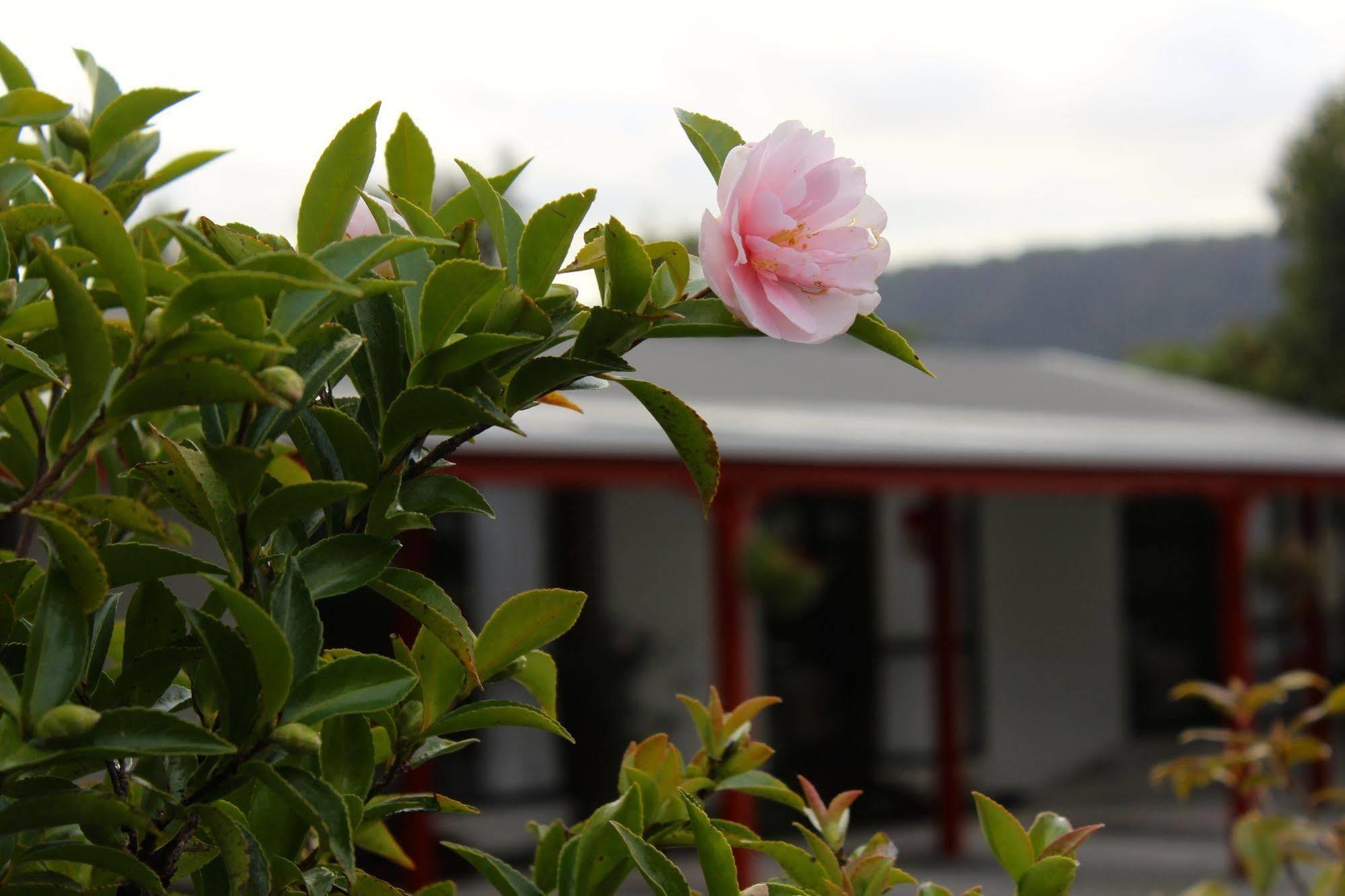 Lake Matheson Motel Glaciar Fox Exterior foto